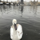 Swan not happy on frigid Vltava day; Snow on Charles Bridge